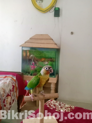 Super flying tame green chek conure